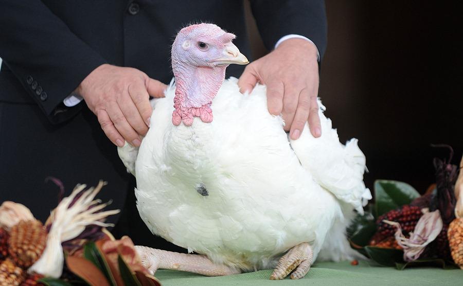 National Turkey Federation Chairman Richard Huisinga presents Liberty to President Barack Obama to pardon in the North Portico of the White House in Washington, D.C. for the National Thanksgiving Turkey ceremony on November 23, 2011. (Olivier Douliery/Abaca Press/MCT)