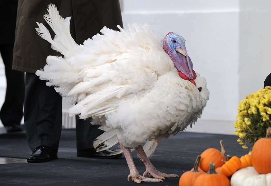 The 2013 National Thanksgiving Turkey, Popcorn, has reason to give thanks after being saved from becoming Thanksgiving dinner by President Barack Obama, Wednesday, Nov. 27, 2013, at the White House in Washington, D.C.