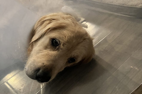 Post-surgery Messi, gets used to his cone while he recovers from surgery.