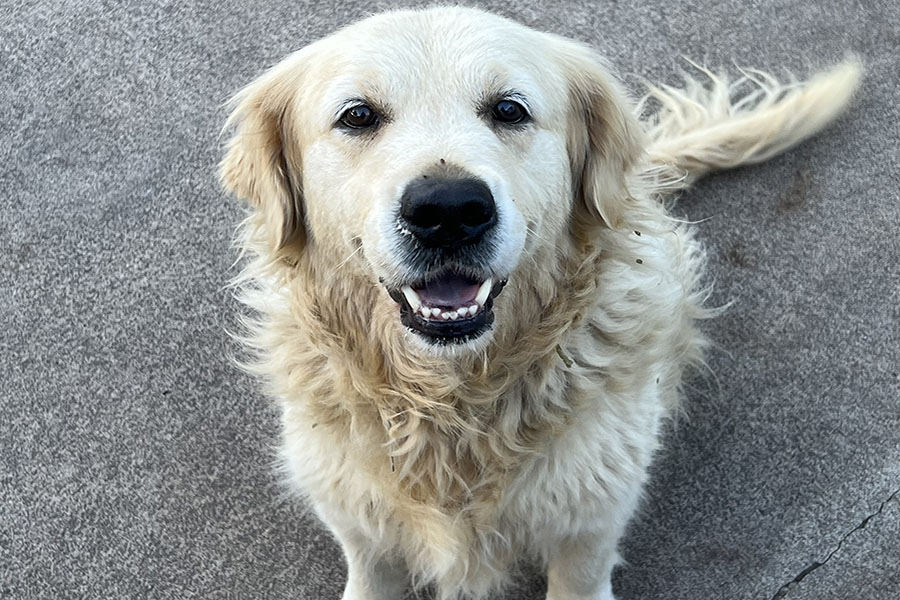 Messi the 9-year-old golden retriever and my best friend has been himself lately. Hes always on my mind while we wait for the results of his medical tests.