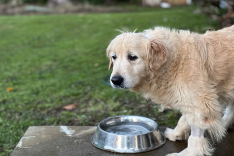 Messi, our nine year old golden retriever with no tumors, cone, bandages, or catheter, drinks his water.