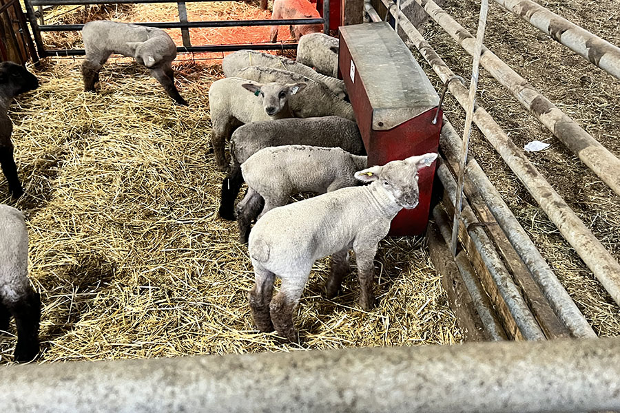 One of the many lambs I saw when I got to tour the University of Findlay Animal Sciences Center, March 17.