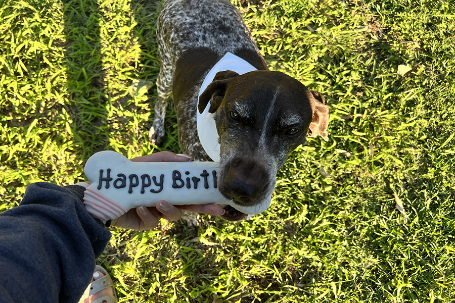 Rogue+takes+her+first+bite+out+of+her+birthday+treat.