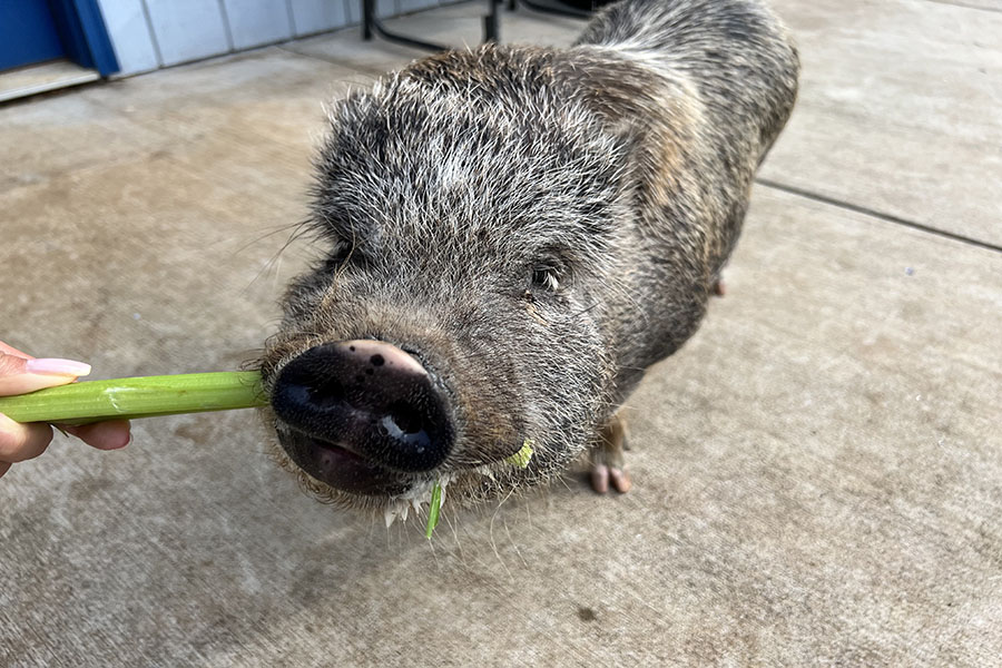 Arnold, my Juliana pig, munches on celery that I sometimes use as reward or for bonding Just as my research showed, Arnold has proven to be a curious and intelligent companion.