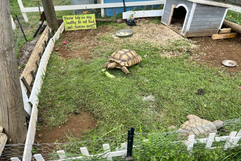 Shamrock, the tortoise of Kula Country Farms, munches on some of his veggies.