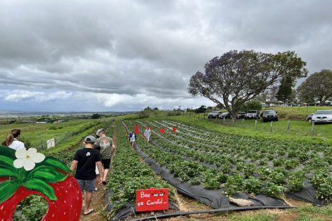 The Gomez ʻohana picks strawberries together at Kula Country Farms.