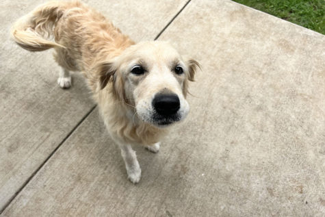 Messi, our nine-year-old golden retriever, on his way back into the house after walking around for a few minutes. Messis health battles have us in a holding pattern and holding out hope that he improves after his recent surgery.