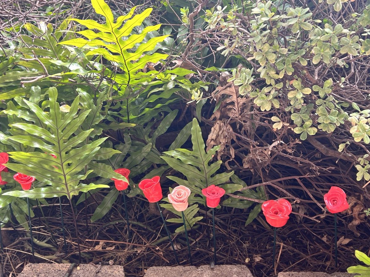 Ceramic roses, made by Kamehameha Schools Maui students, in the garden outside of Kumu Ragsdale's classroom.