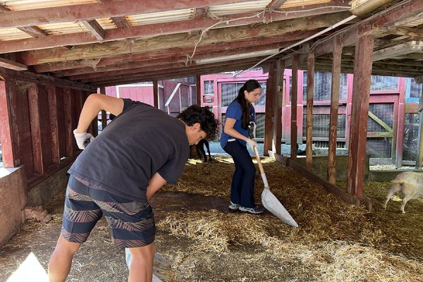 At the East Maui Wild Animal Refuge goat pen, senior Violet Mossman and guest volunteer Guiness Ruiz-Rockett work together, mucking and scooping up scraps during a Just Serve community outing Friday, February 14. 