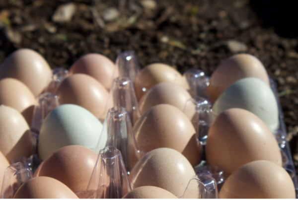 The day’s egg harvest, gathered by Kumu Iwikauikaua, demonstrates the viability of local food sources in a time when a virus can wipe out entire flocks of birds or a shipping strike could leave Hawaiʻiʻs grocers high and dry. The olive-colored eggs are the product of mixed-breed chickens.