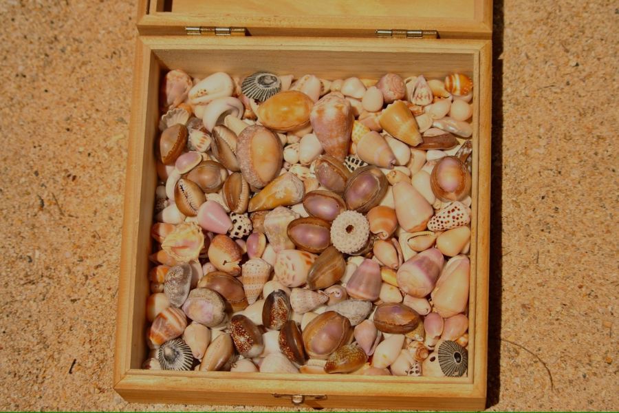 A box of shells gathered from Kapuaʻala and her sister's long beach trips. - photo used courtesy of Kahoa Kapuaʻala