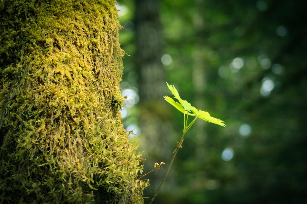 Like the vine maple sapling sprouting from this mossy trunk, my stories sprout from my heart.