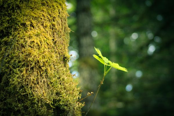 Like the vine maple sapling sprouting from this mossy trunk, my stories sprout from my heart.